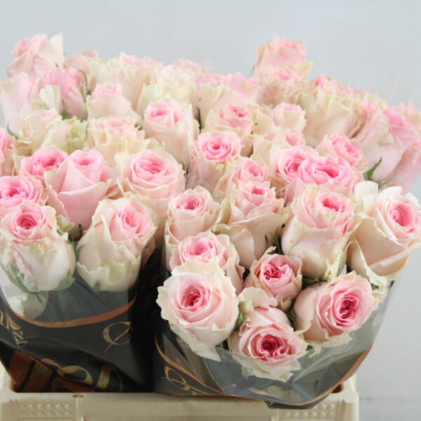 ROSA *DUCHESSE* 40CM