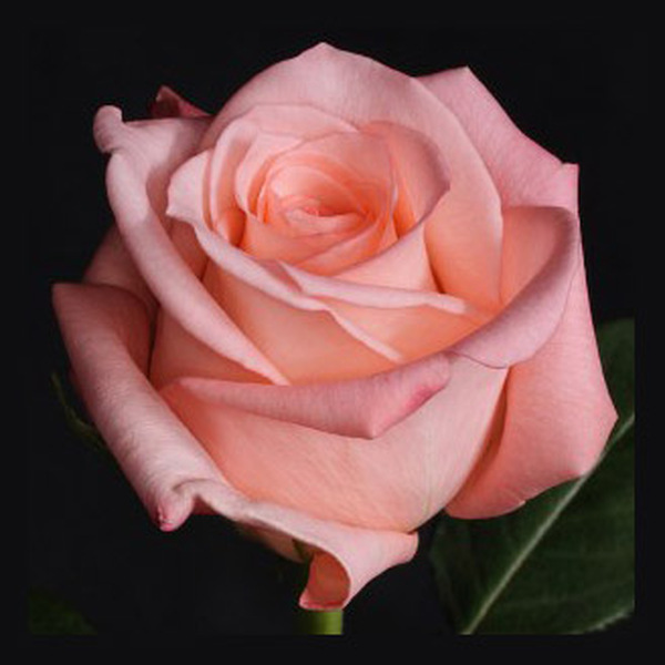 ROSA IMP. 50CM *ENGAGEMENT*