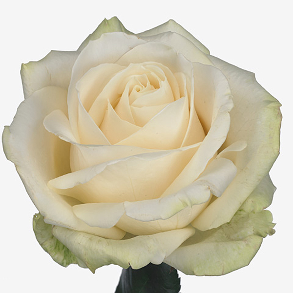 ROSA *FOUR SEASONS* 50CM