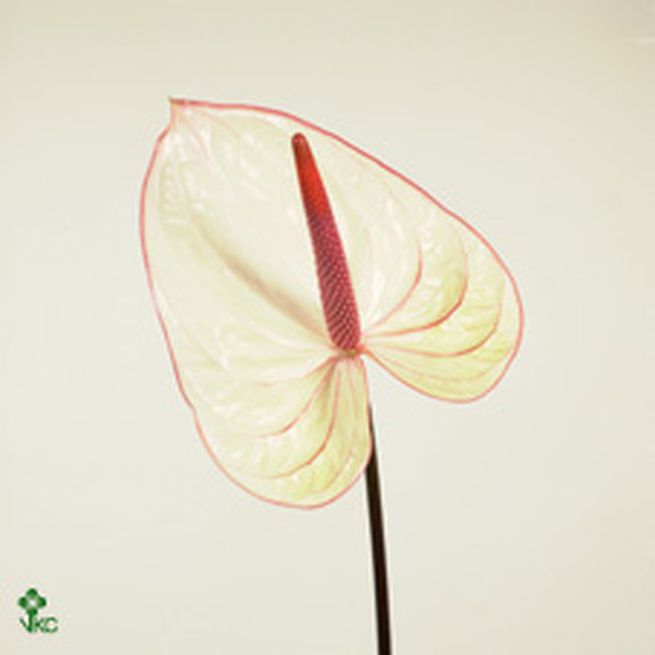 ANTHURIUM BICOLOR BLANCO/ROJO FANTASIA