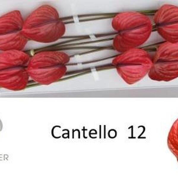 ANTHURIUM CANTELLO X12