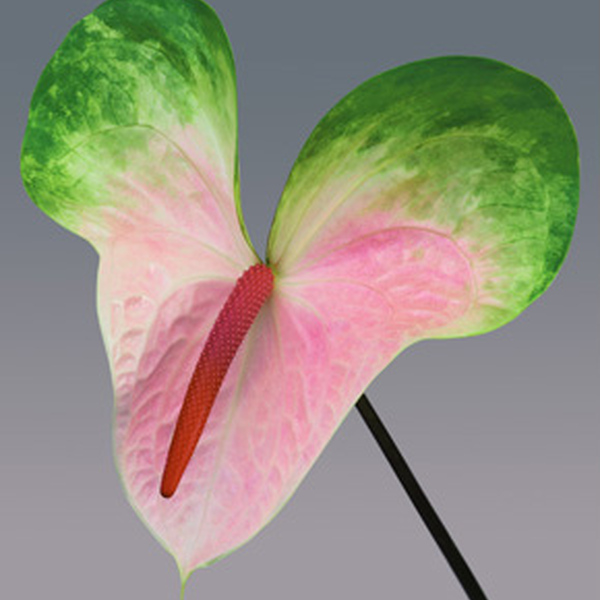 ANTHURIUM MARSHALL X 12