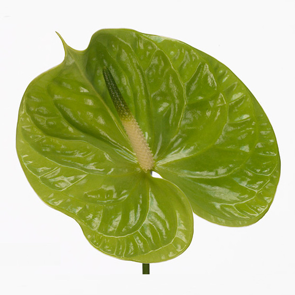 ANTHURIUM VERDE MIDORI