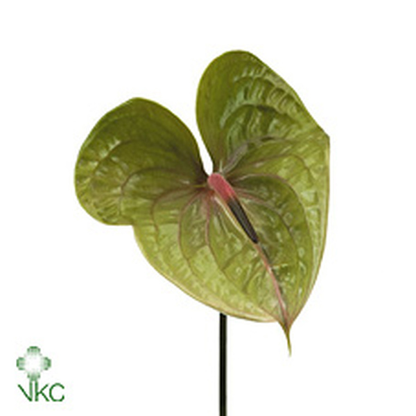 ANTHURIUM VERDE PISTACHE