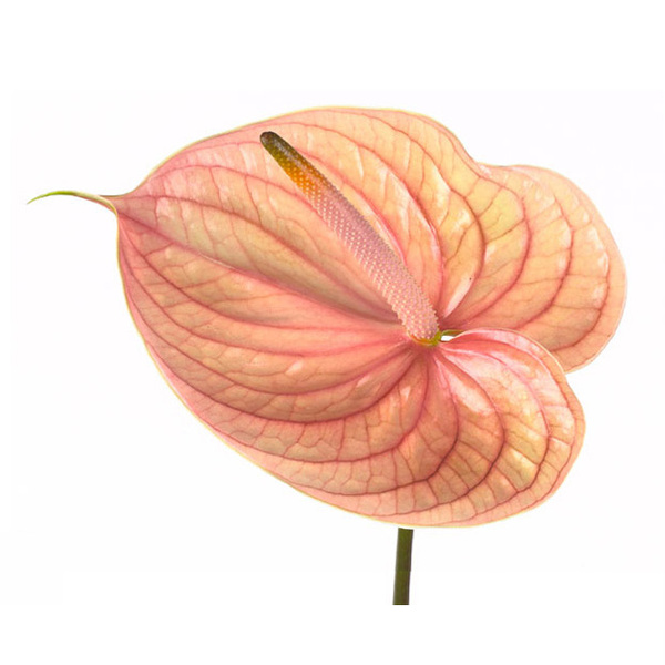 ANTHURIUM ROSA NUNZIA
