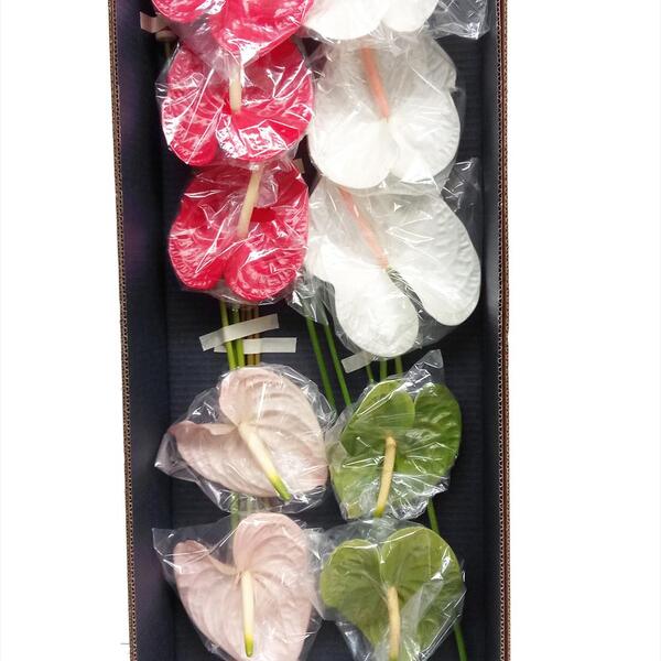 ANTHURIUM VARIAT X 12