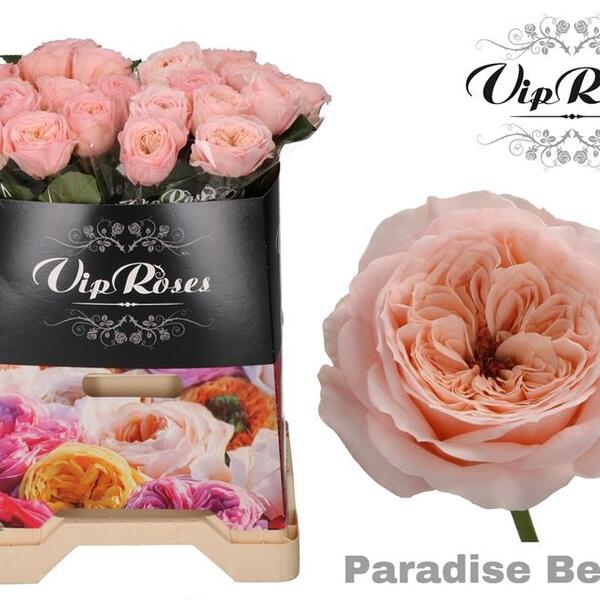ROSA GARDEN PARADISE BEACH 40CM