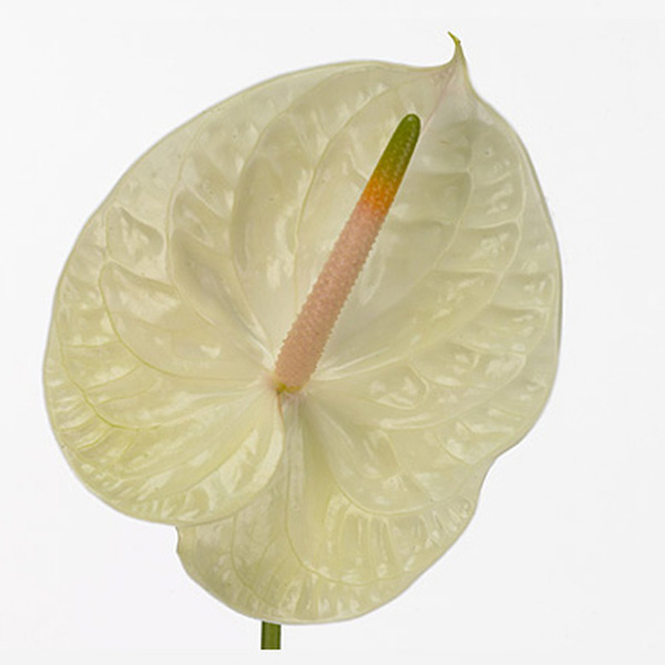 ANTHURIUM CHAMPAN