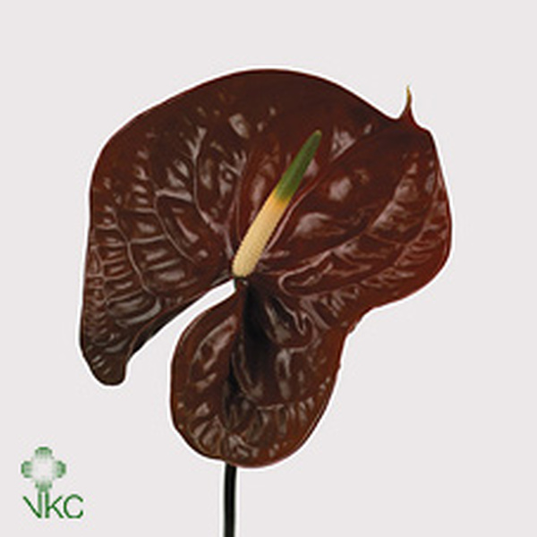 ANTHURIUM CHOCO