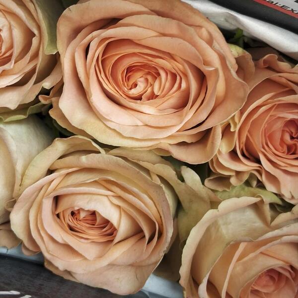 ROSA GARDEN COUNTRY HOME 40CM