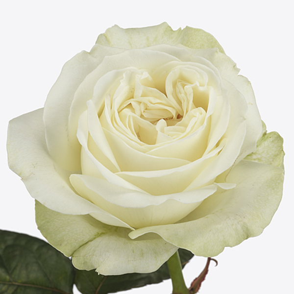 ROSA GARDEN LADY LINDSEY 50CM