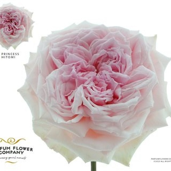ROSA GARDEN *PRINCESS HITOMI* 50CM