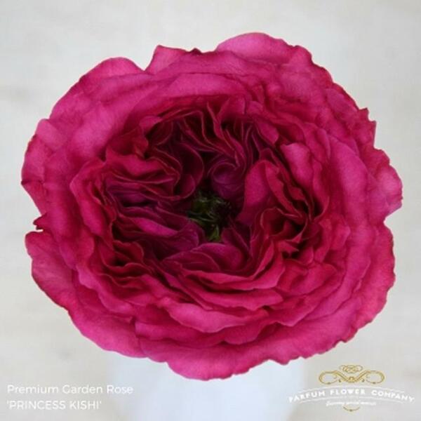 ROSA GARDEN PRINCESS KISHI 50CM