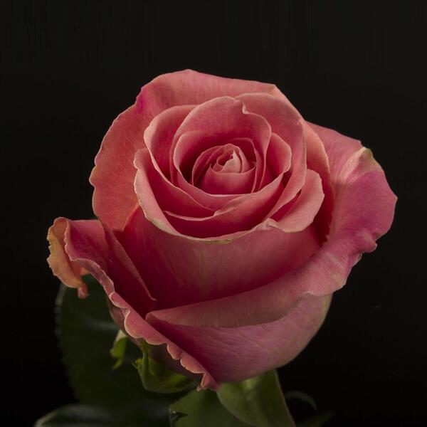 ROSA IMP. 60CM *HERMOSA* X25