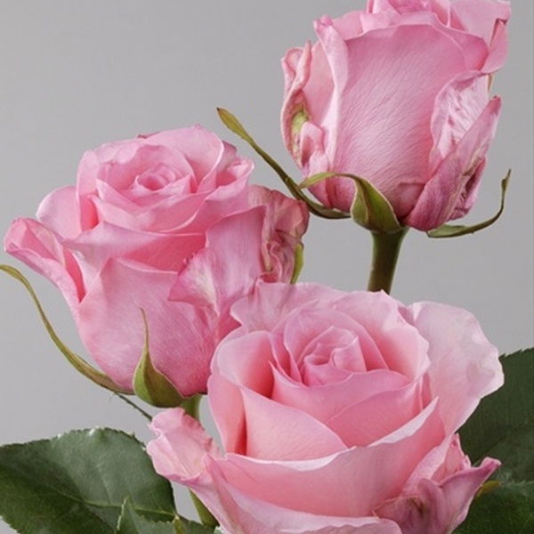 ROSA IMP. 60CM *HIGH BONITA*