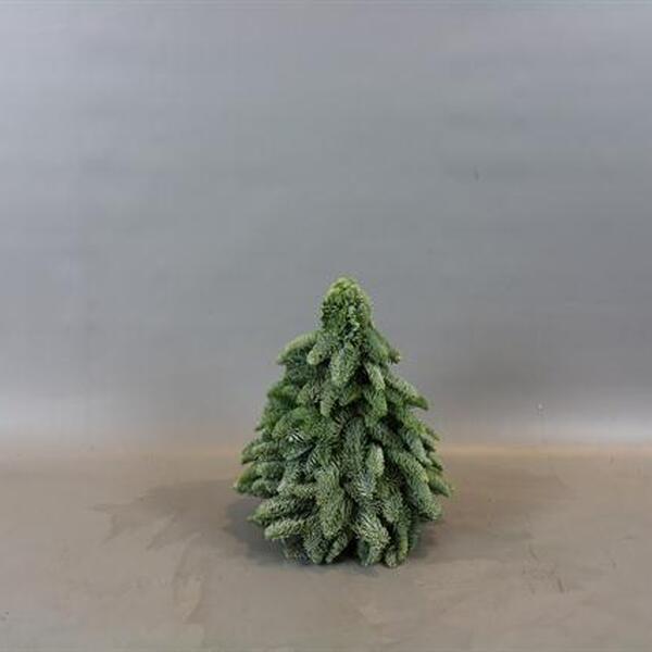 ARBRE NOBILIS FLAT 30CM