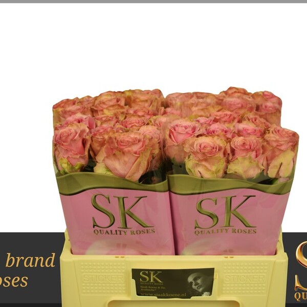 ROSA HONEY AVALANCHE+ 50CM