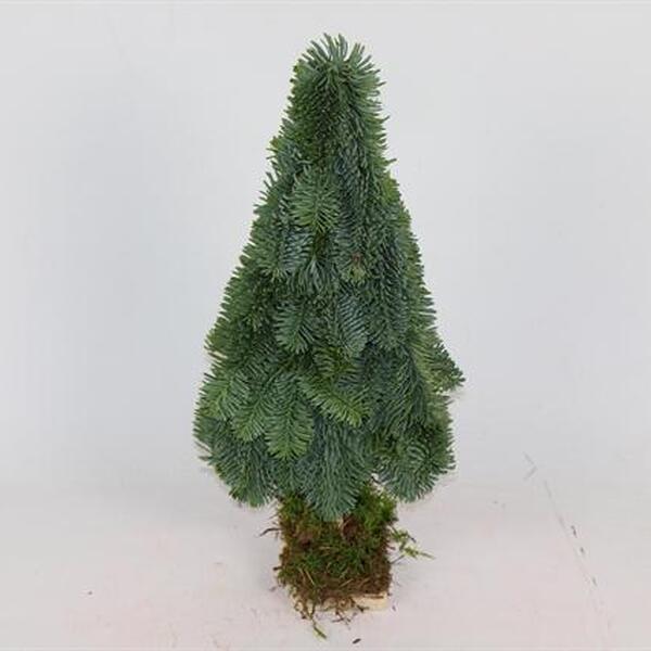 ARBRE NOBILIS FLAT 40CM