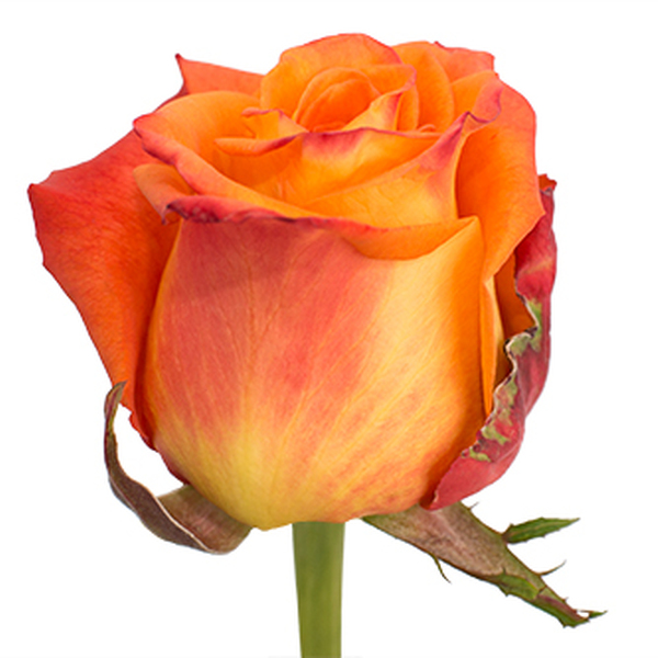 ROSA IMP. 50CM SILANTOI X12 TALLS