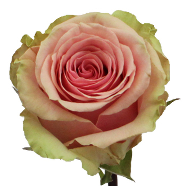 ROSA IMP. 50CM AAA *GERALDINE*