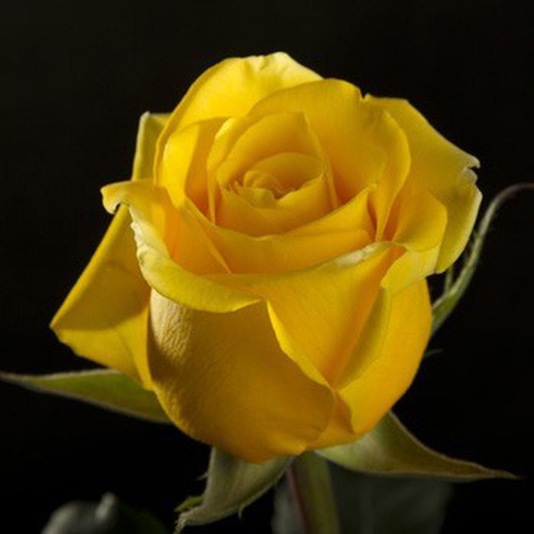 ROSA IMP. 50CM AAALTA *ISABEL* GROC