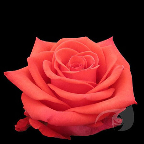 ROSA IMP. 50CM AAA *SANTANA*
