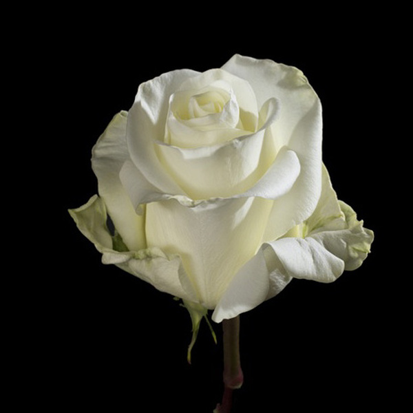 ROSA IMP. 50CM *ALBA*