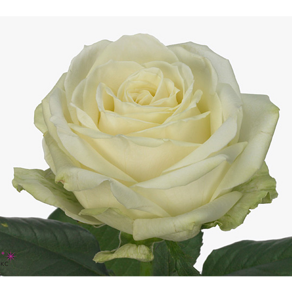 ROSA IMP. 50CM *AVALANCHE* ECUADOR