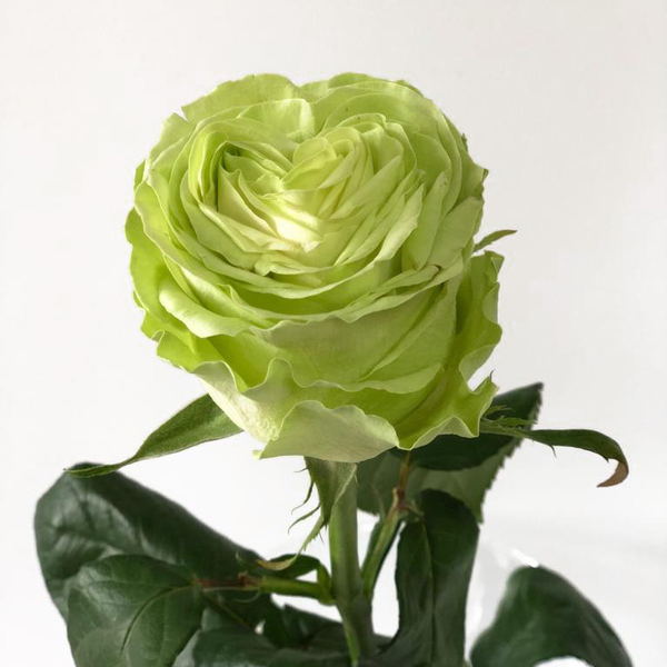 ROSA IMP. 50CM *WASABI*