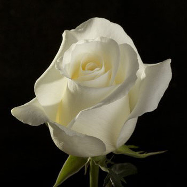 ROSA IMP. 50CM BELLAF *BLIZZARD*