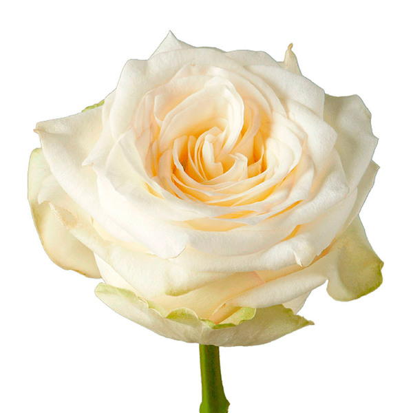 ROSA IMP. 50CM CANDELIGHT