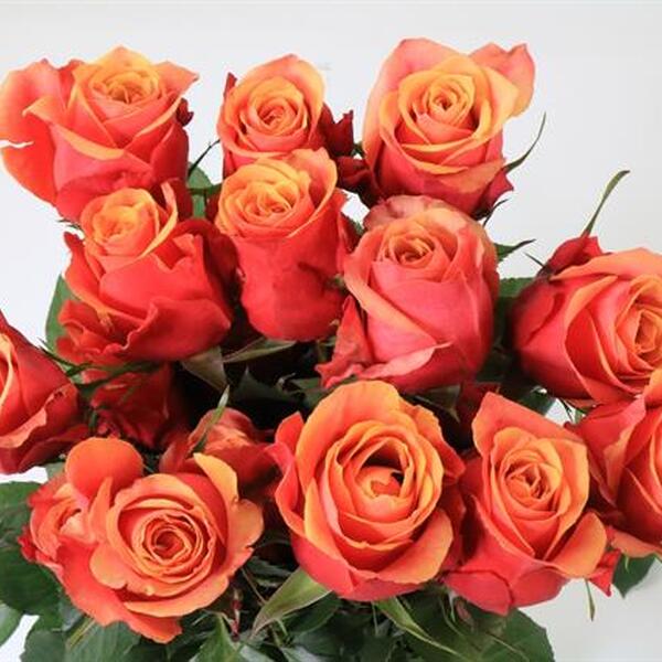 ROSA IMP. 50CM *CHERRY BRANDY*