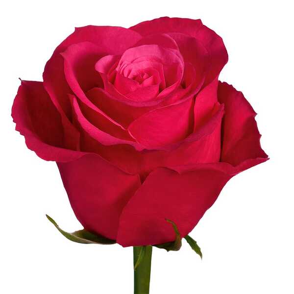 ROSA IMP. 50CM *CHERRY O* 