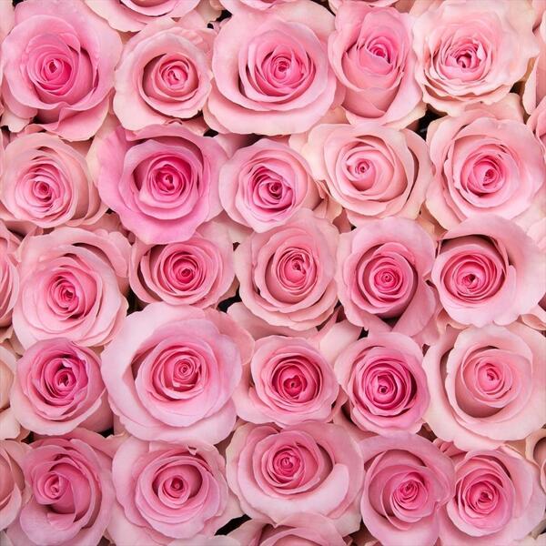 ROSA IMP. 50CM *CHRISTA*