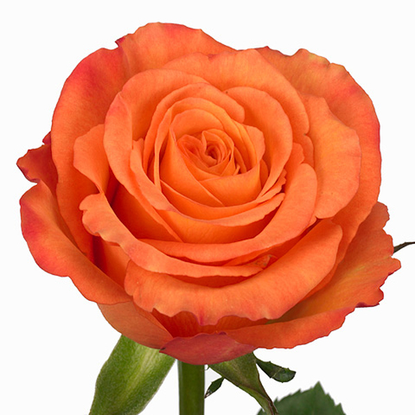 ROSA IMP. 50CM *CONFIDENTIAL* 