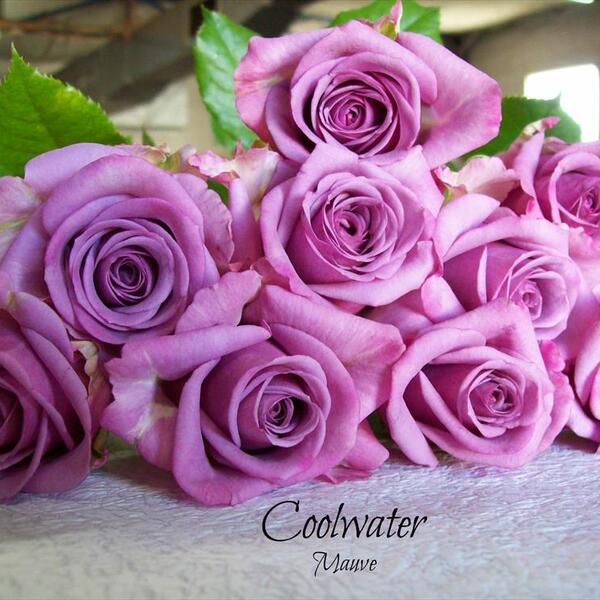 ROSA IMP. 50CM *COOL WATER*