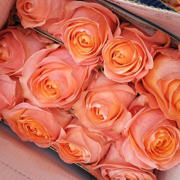 ROSA IMP. 50CM *CORAL REEF* 