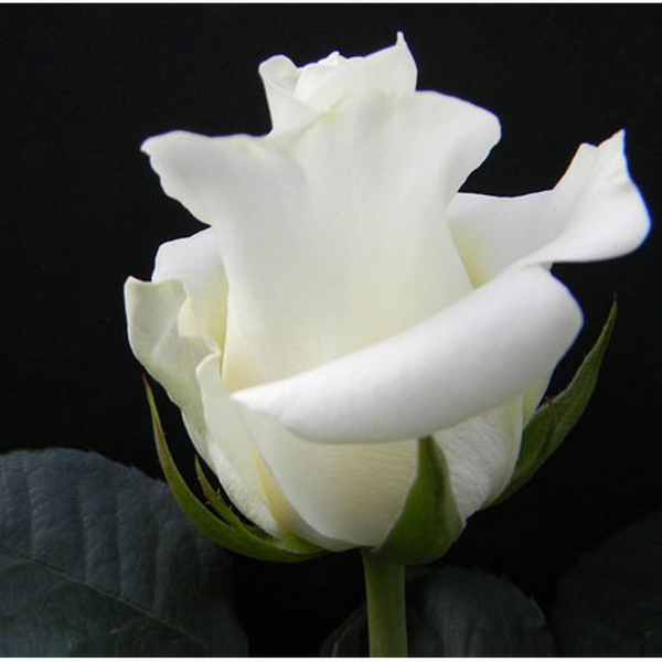 ROSA IMP. 50CM ALMA *BLIZZARD*