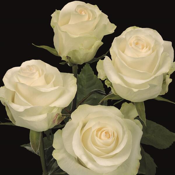 ROSA IMP. 50CM *GLACIER MAGIC* 