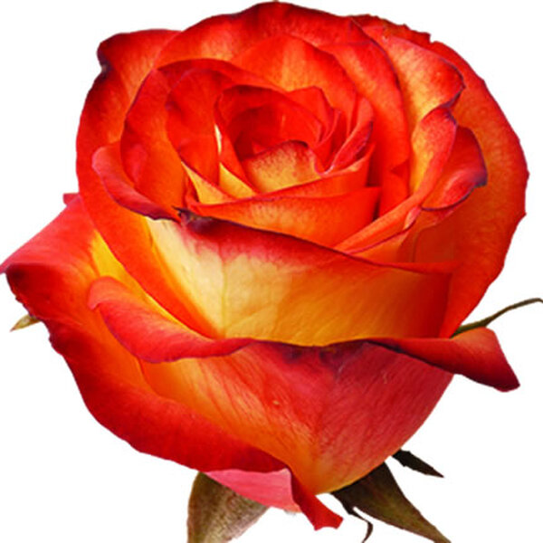 ROSA IMP. 50CM *HIGH MAGIC* 