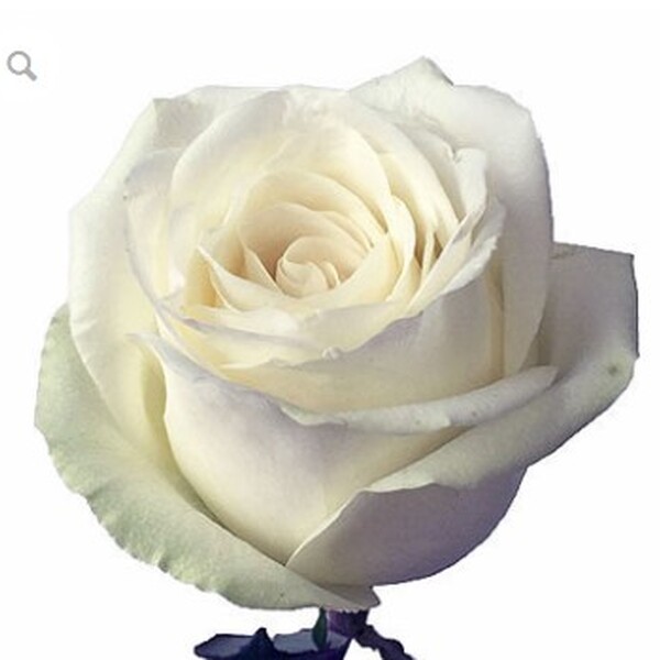 ROSA IMP. 50CM *HIGH & PURE* 