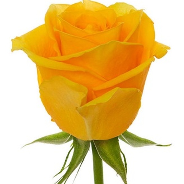 ROSA IMP. 50CM *IMPACT* 