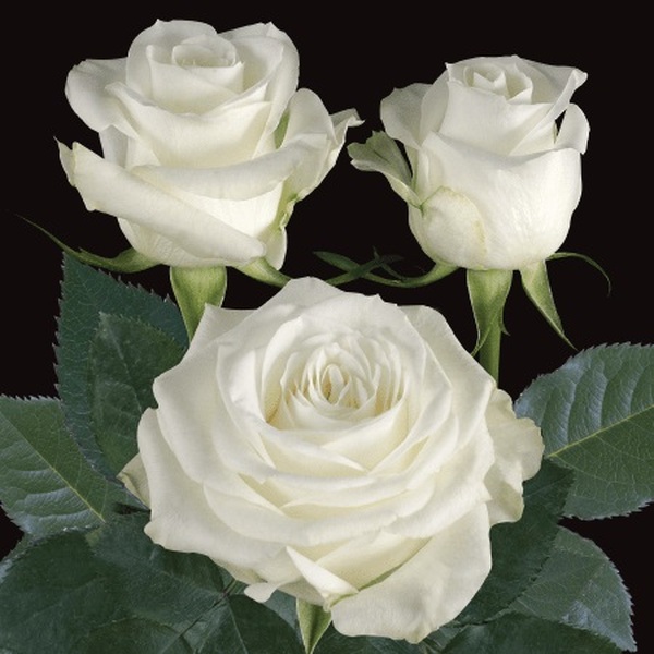 ROSA IMP. 50CM *INOCENCIA* ECUADOR