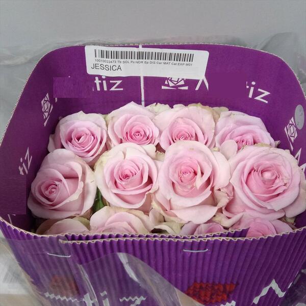 ROSA IMP. 50CM *JESSICA*