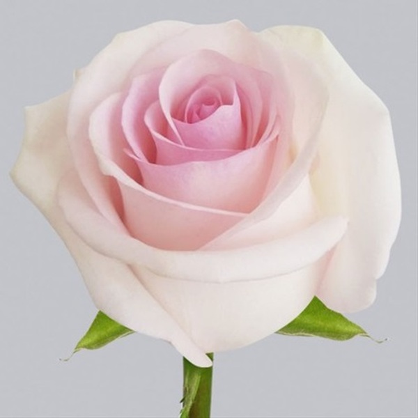 ROSA IMP. 50CM *LORRAINE*
