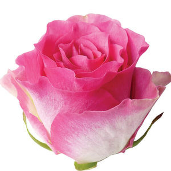 ROSA IMP. 50CM *MALIBU* 