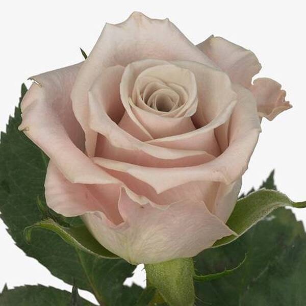 ROSA IMP. 50CM *MENTA*