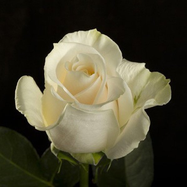 ROSA IMP. 50CM MERIZALDE *VENDELA*