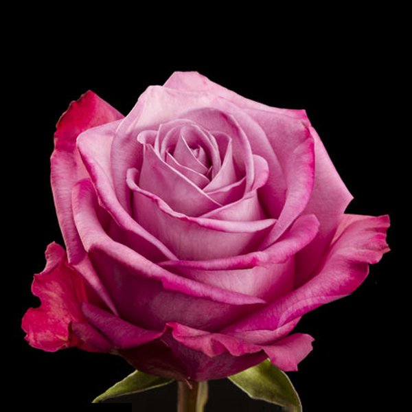 ROSA IMP. 50CM *MOODY BLUES*