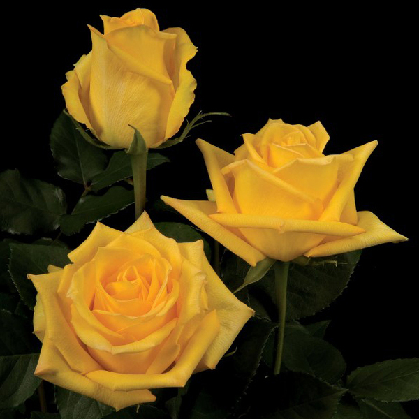 ROSA IMP. 50CM *MOHANA* 